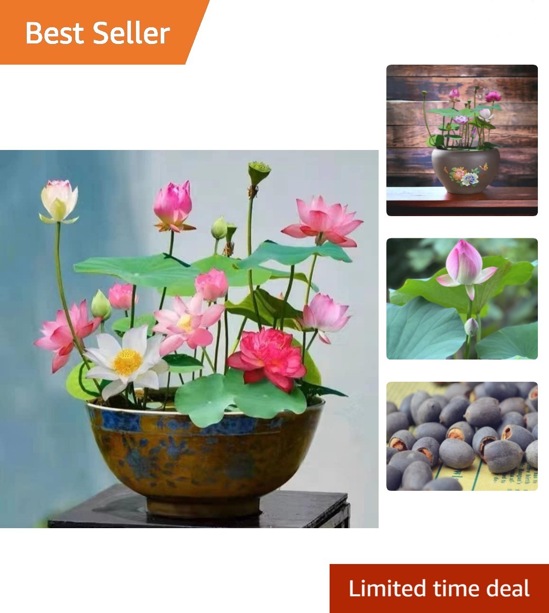 10pcs Mixed Pink, Red & Green Color Bowl Lotus Seeds for Planting Beautiful W…