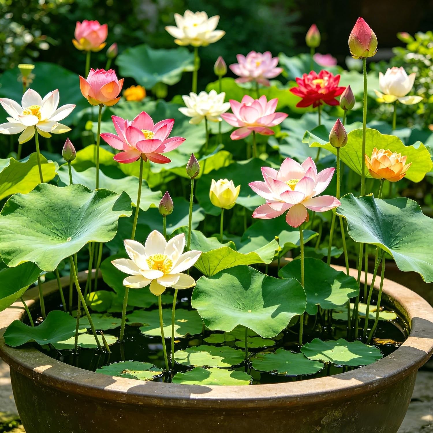 CarpetC 160+ Mixed Bowl Lotus Seeds for Planting, Nelumbo nucifera Aquatic Plant