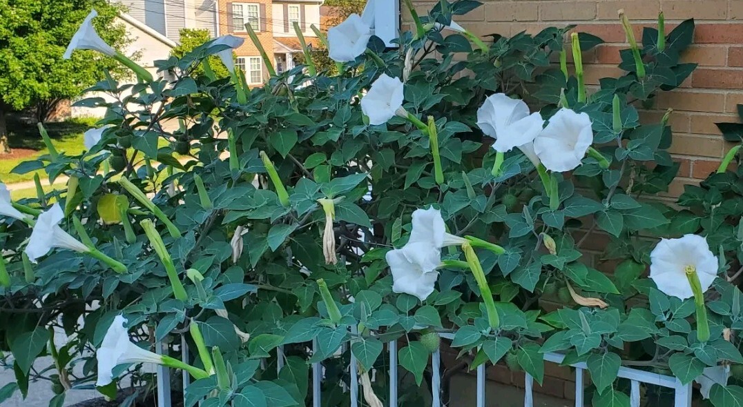 140÷150 Seeds. Datura Stramonium, Jimson Weed, Thorn Apple, Devil’s Trumpet