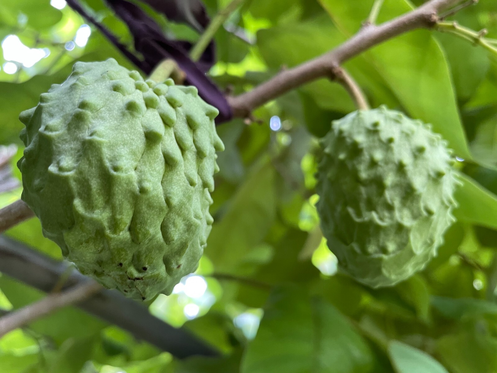 1 Seedling Pineapple Annona Cherimola X A Squannosa Atemoya, Annona Squnnosa 35″