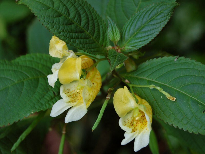 Impatiens scabrida | Jewelweed | 10_Seeds
