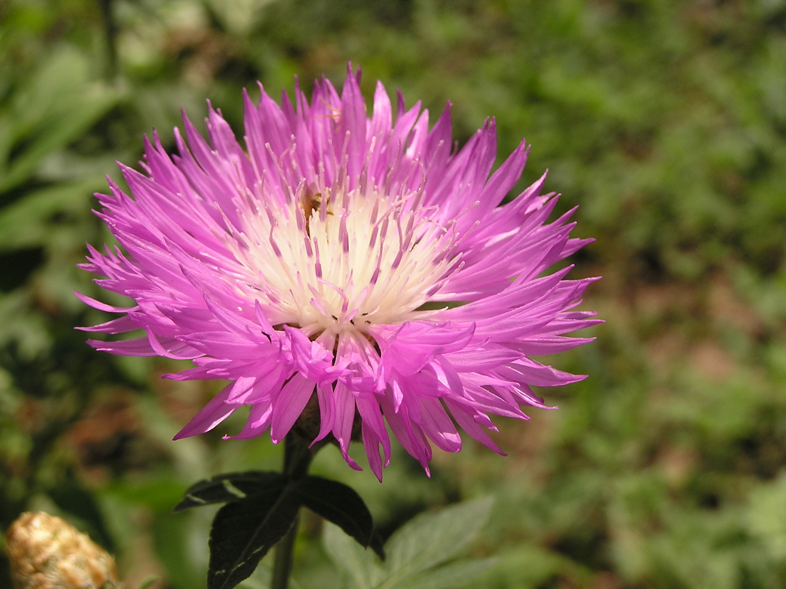 500 CENTAUREA DEALBATA Seeds (Persian Cornflower) | NON-GMO | Free shipping
