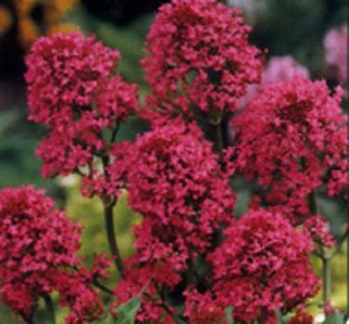 40+ RED JUPITER’S BEARD CENTRANTHUS FLOWER SEEDS / PERENNIAL