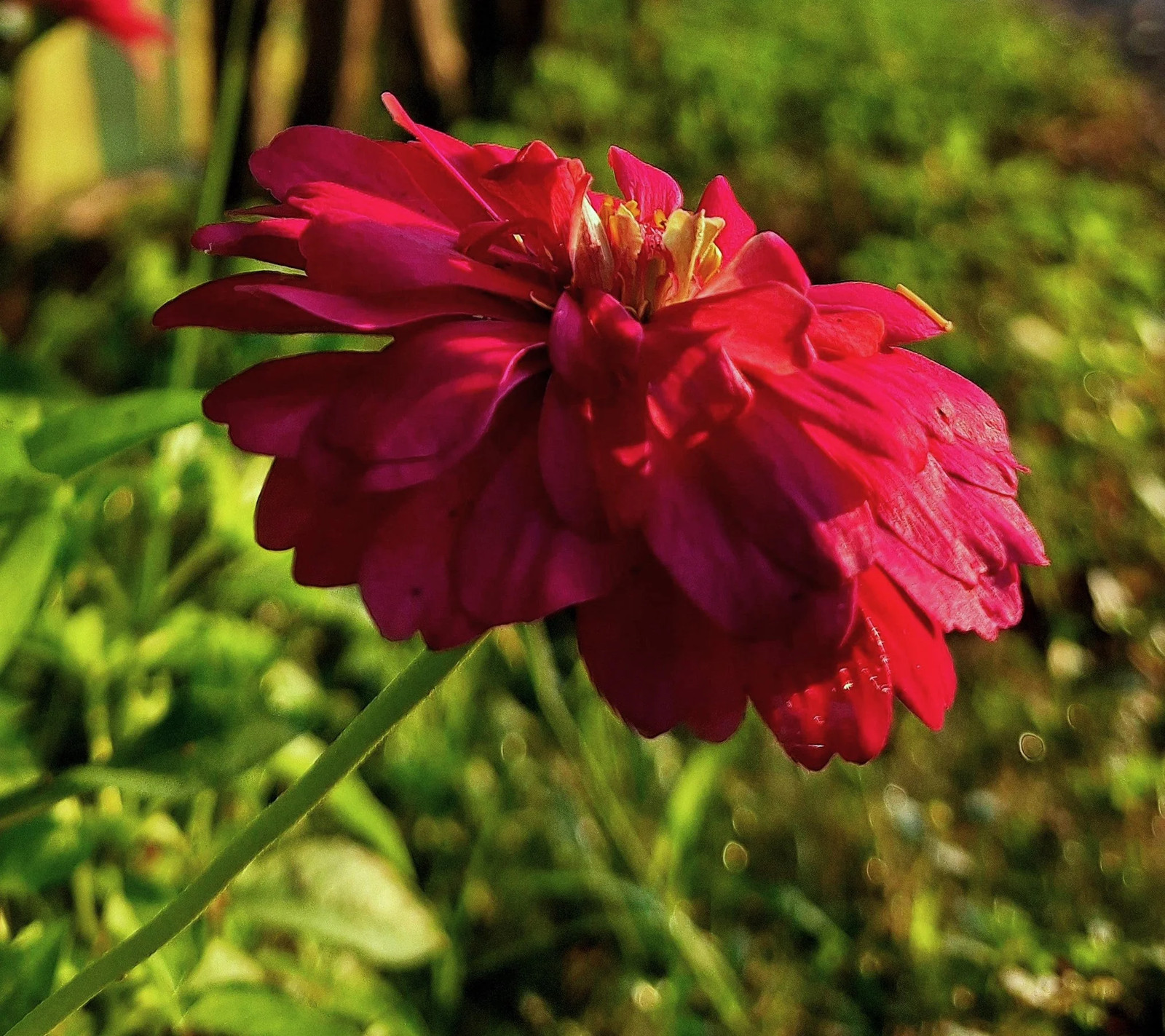 Meteor Burgundy Zinnia Seeds – For 2025 Planting Velvet Dark Red Maroon