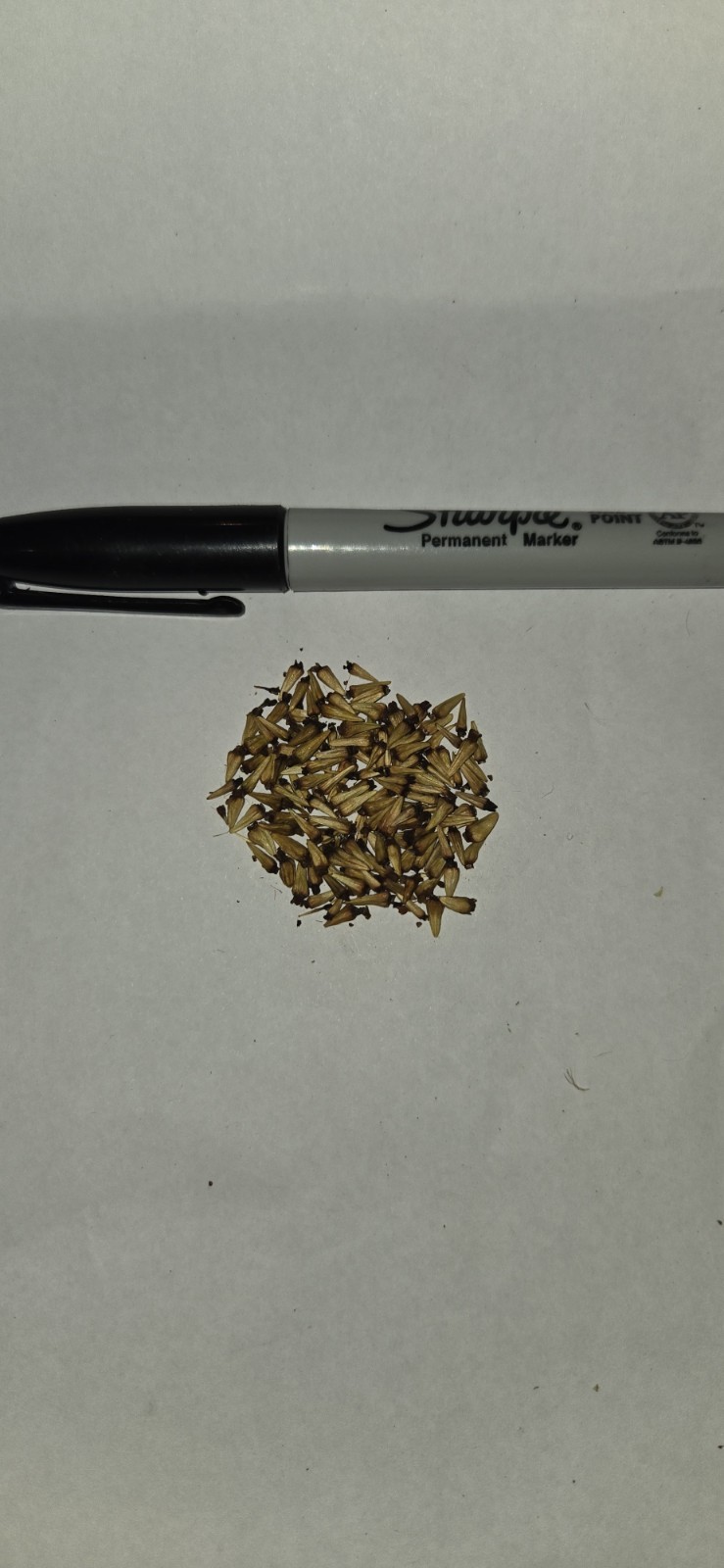 Buttonbush (Cephalanthus occidentalis) Seed Pack ~100 Seeds Pennsylvania Ecotype