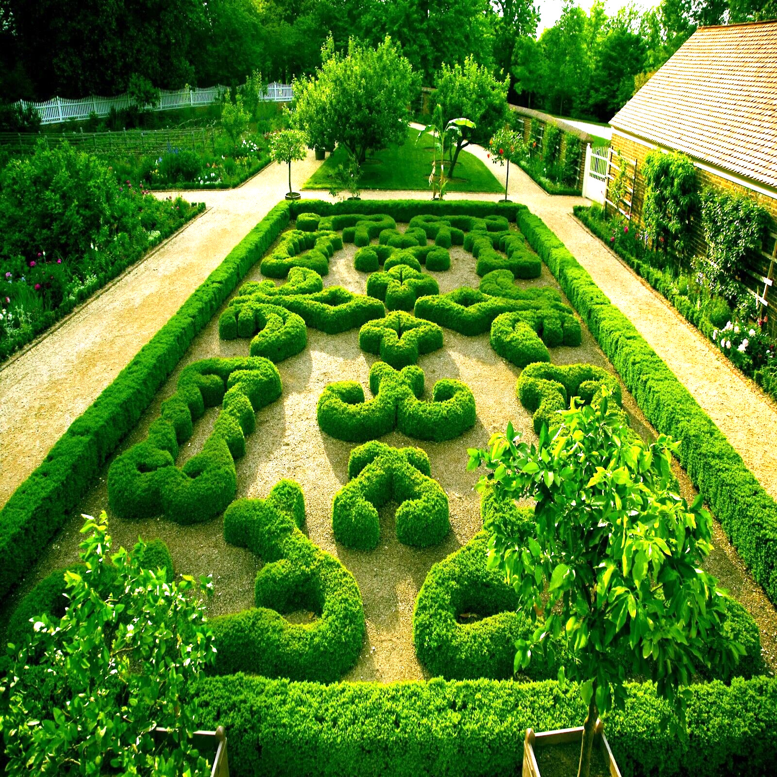 Common English Boxwood Tree Seeds (Buxus sempervirens) Hardy Landscaping Shrub