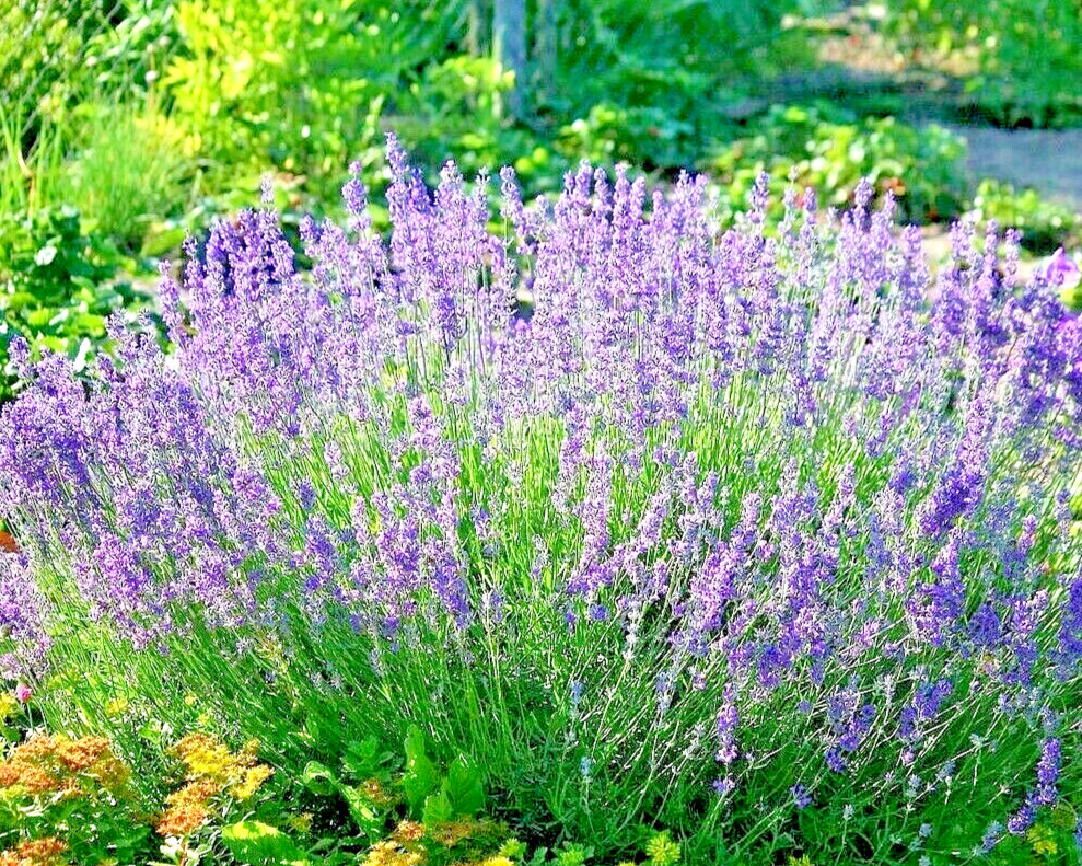 800+ LAVENDER VERA SEEDS PERENNIAL SPRING MOSQUITO PEST REPELLENT BEES HARDY USA
