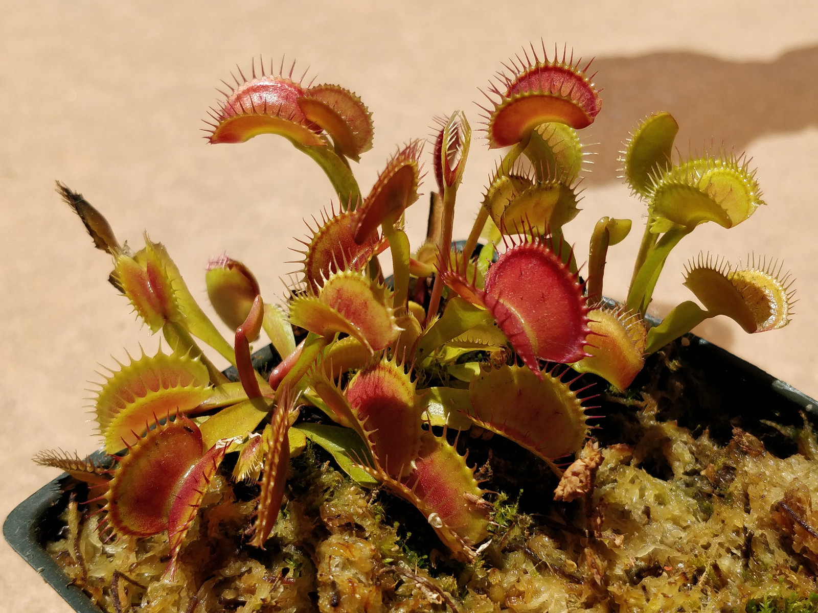 20 freshly harvested(2023 July)assorted named cultivar cross Venus Flytrap seeds
