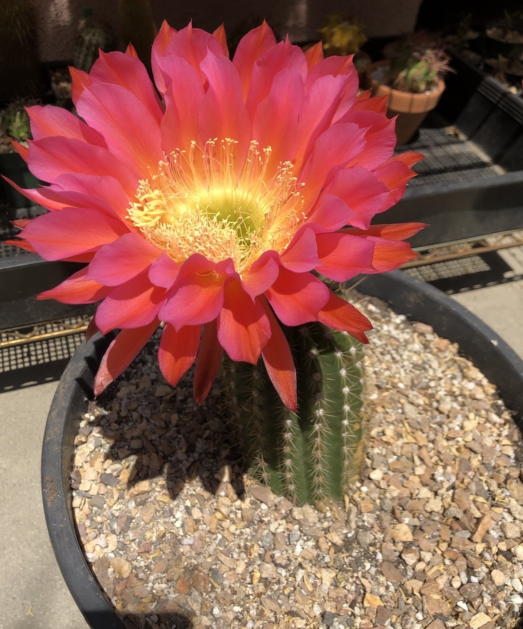 Echinopsis Hybrid ‘Flying Saucer’ Cactus Cutting 9” Fully Cured, Plant #1