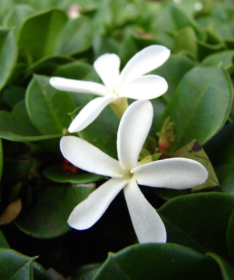 Natal Plum, Carissa Macrocarpa – 20 Seeds 2023 – USA seller
