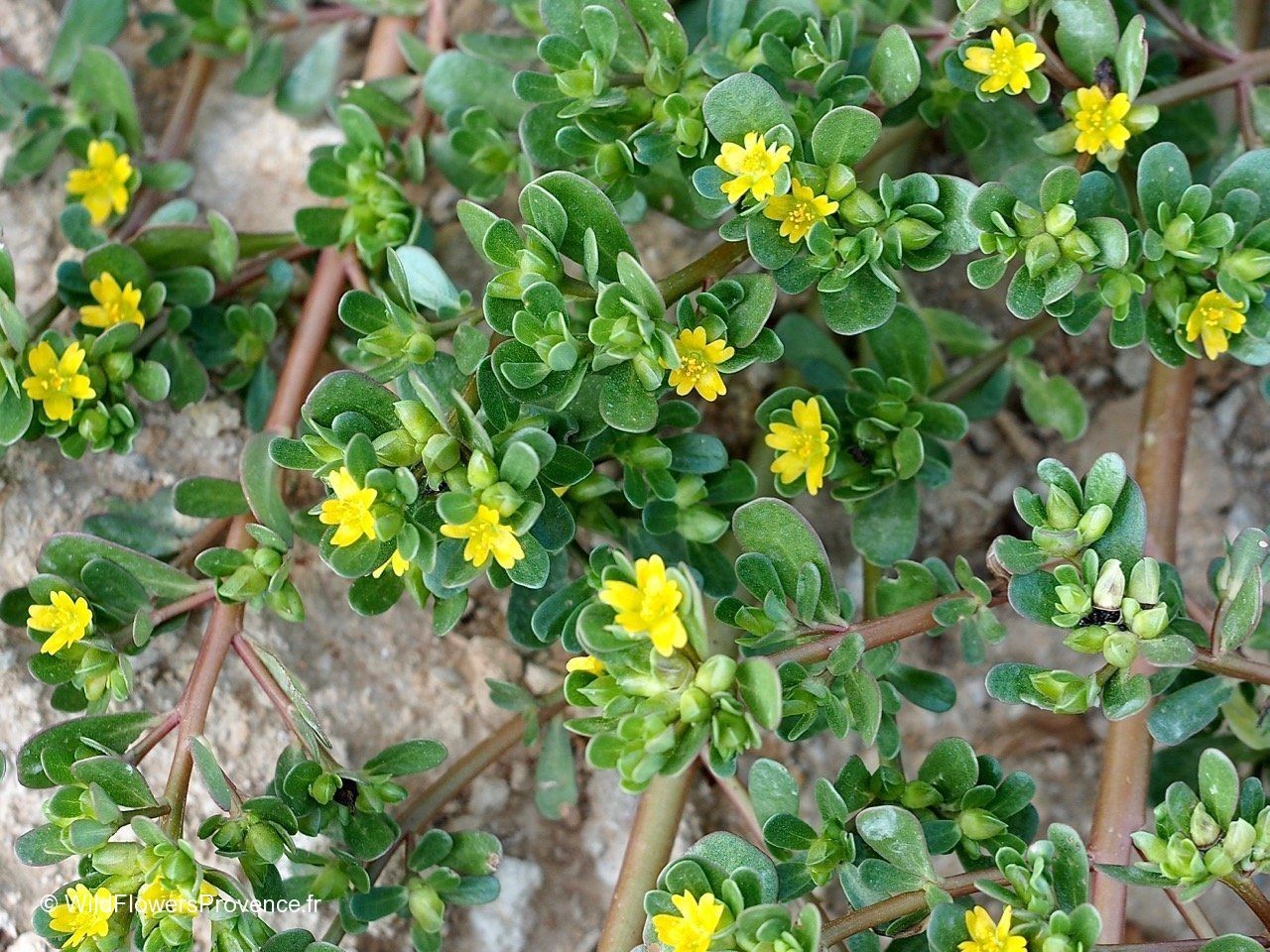 100+ Common Purslane Seeds Verdolaga Edible Herb Non GMO Portulaca Oleracea