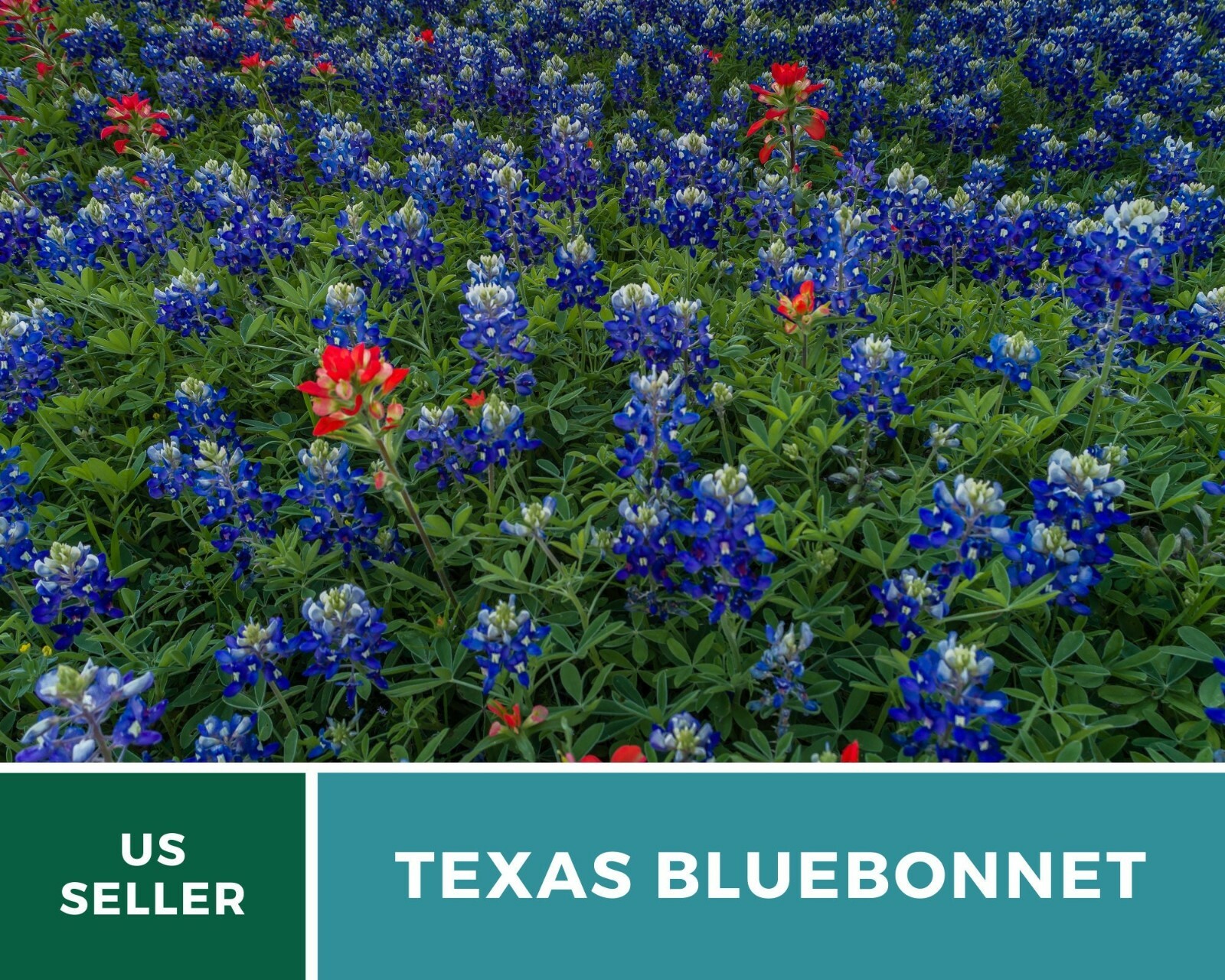 Lupine, Texas Bluebonnet – Heirloom Seeds – State Flower of Texas