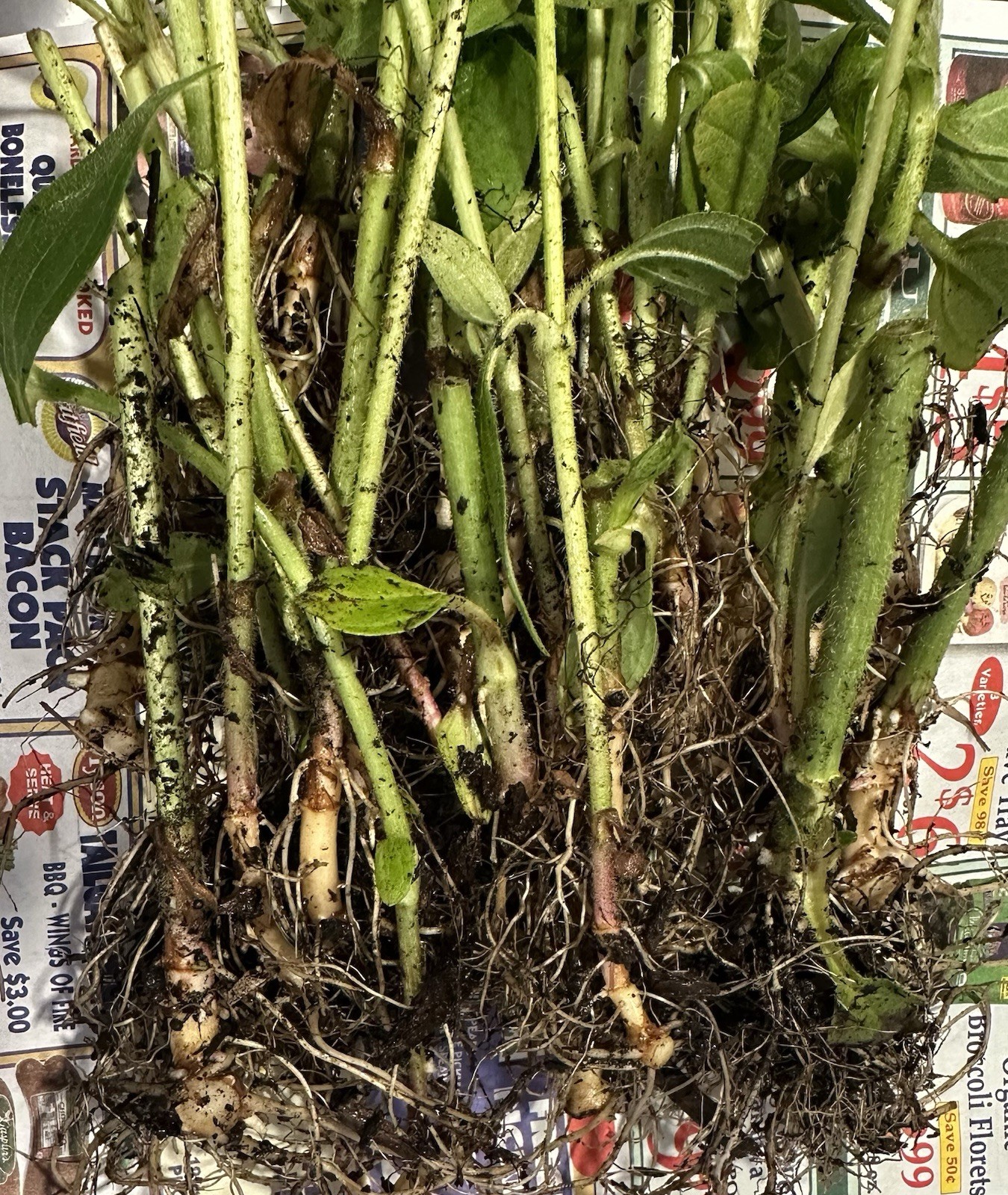 Jerusalem Artichoke (Helianthus tubersosus) Live Plant, Earth Apple, Sunchoke洋姜