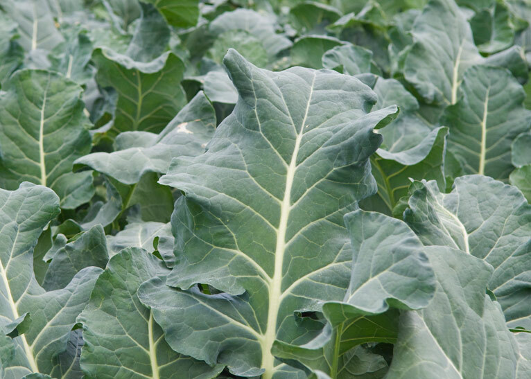 Collards Vates Seeds Heirloom Delicious Green Great for Salads Fry NON-GMO