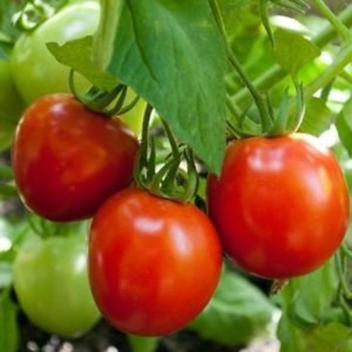 Tomato Glacier Great Heirloom Garden Vegetable 30 Seeds by Seed Kingdom