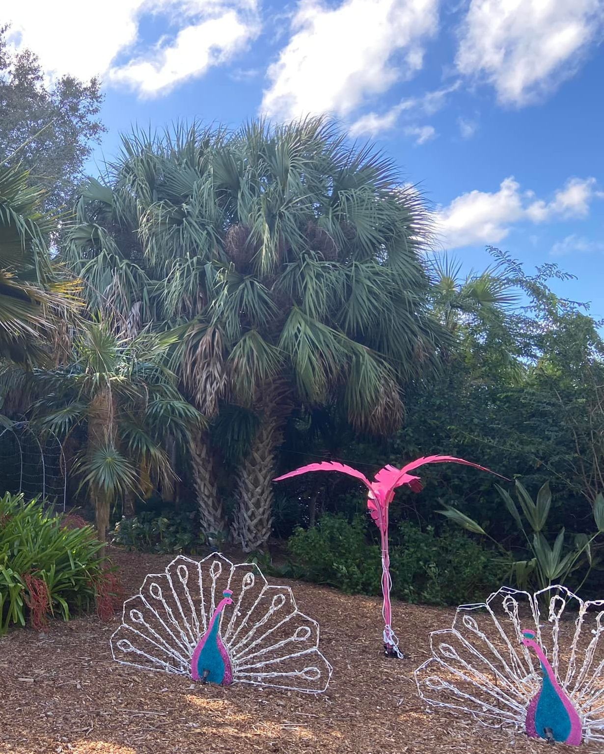 Sabal sp. ‘Riverside’ seeds. Cold Hardy!