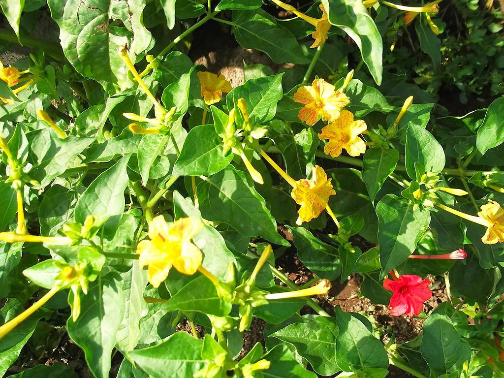 Pink And Yellow Four O’ Clock Seeds | Mirabilis Jalap Marvel of Peru Seed 2025