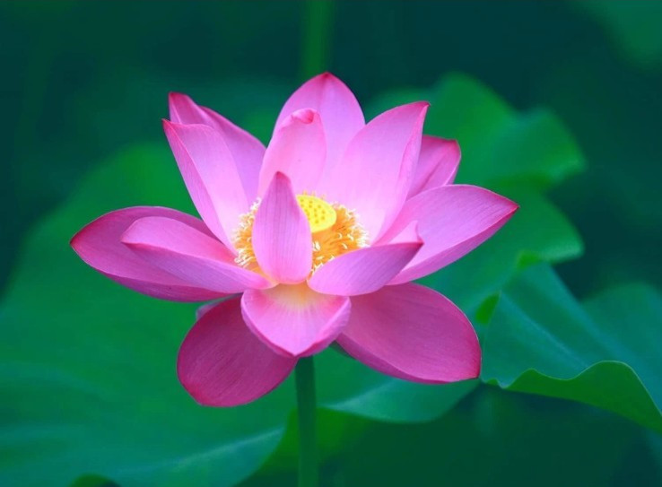 One Aquatic Hardy Sacred Water Lily PINK Plant FRESH Mature Rhizome 3 – 4″