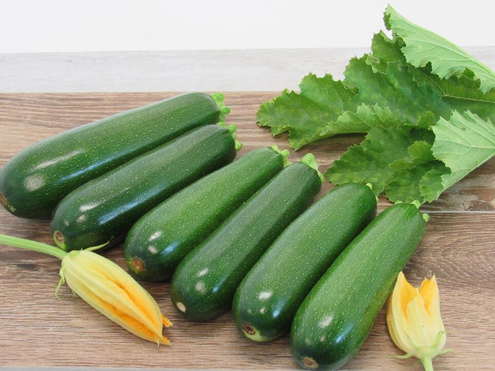 20+ DARK GREEN ZUCCHINI SUMMER SQUASH FRESH FOR GARDENS