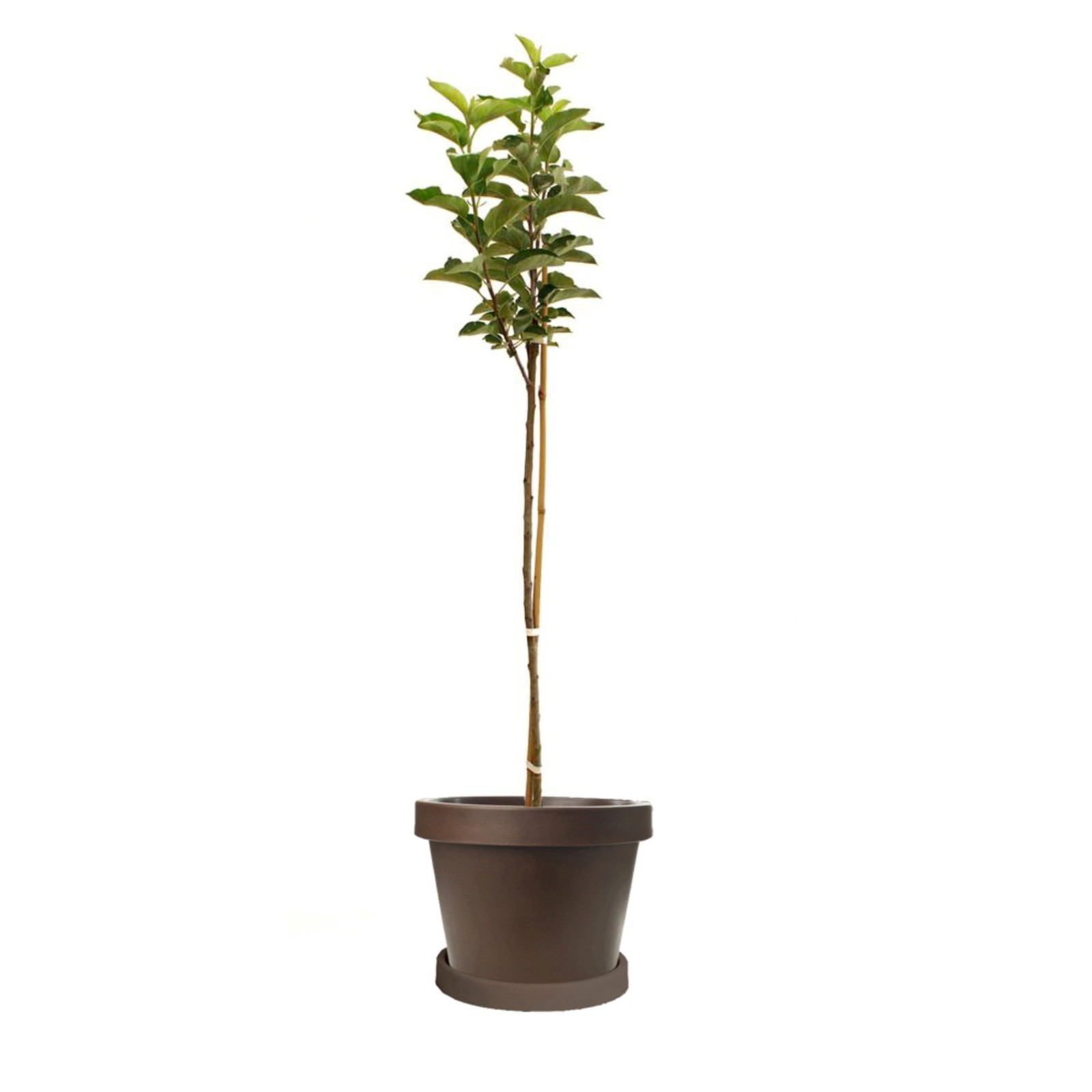 Empire Apple grafted 5x5x12 inches pot size 1 year old