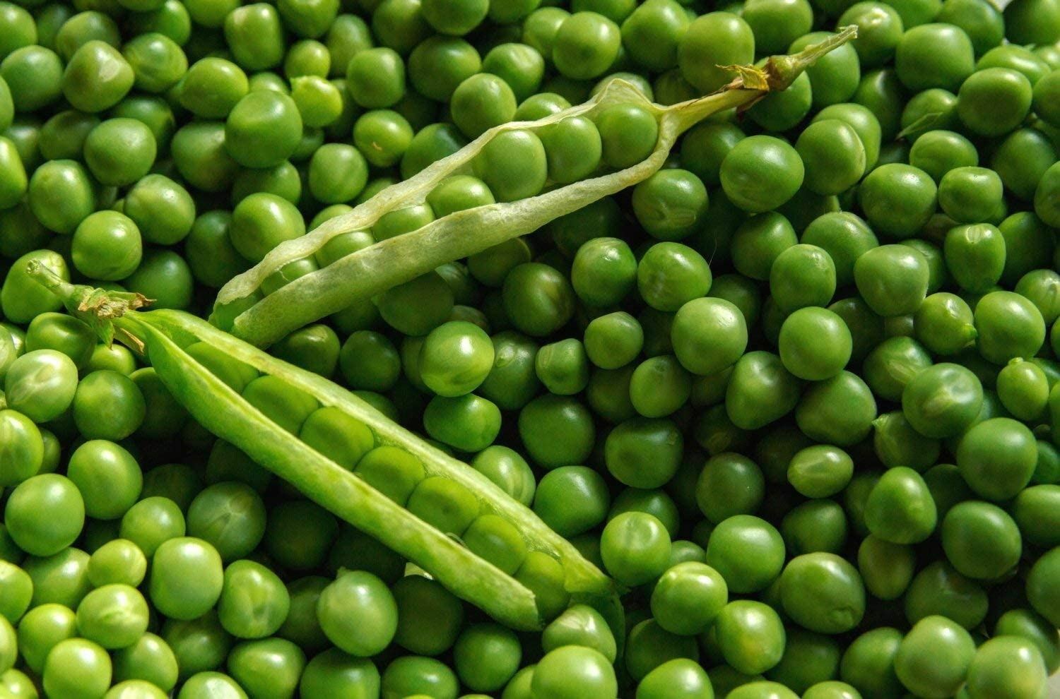 Pea Seeds, Lincoln Pea Seeds , “COOL BEANS N SPROUTS” Brand. Home Gardening.