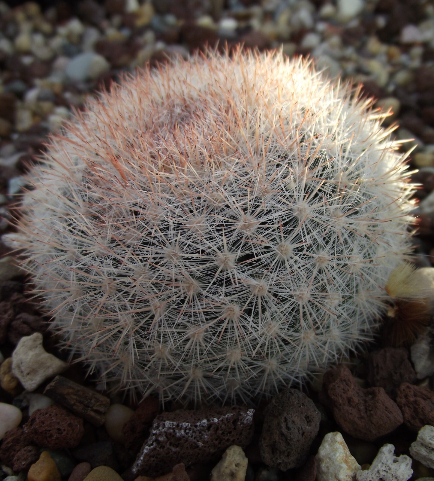Mammillaria candida 25 Seeds – Snowball Cactus