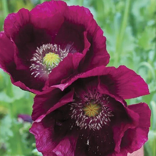 5,000 STRATIFIED Organic Lauren’s Grape Papever Somniferum Poppy Seeds Fast Ship
