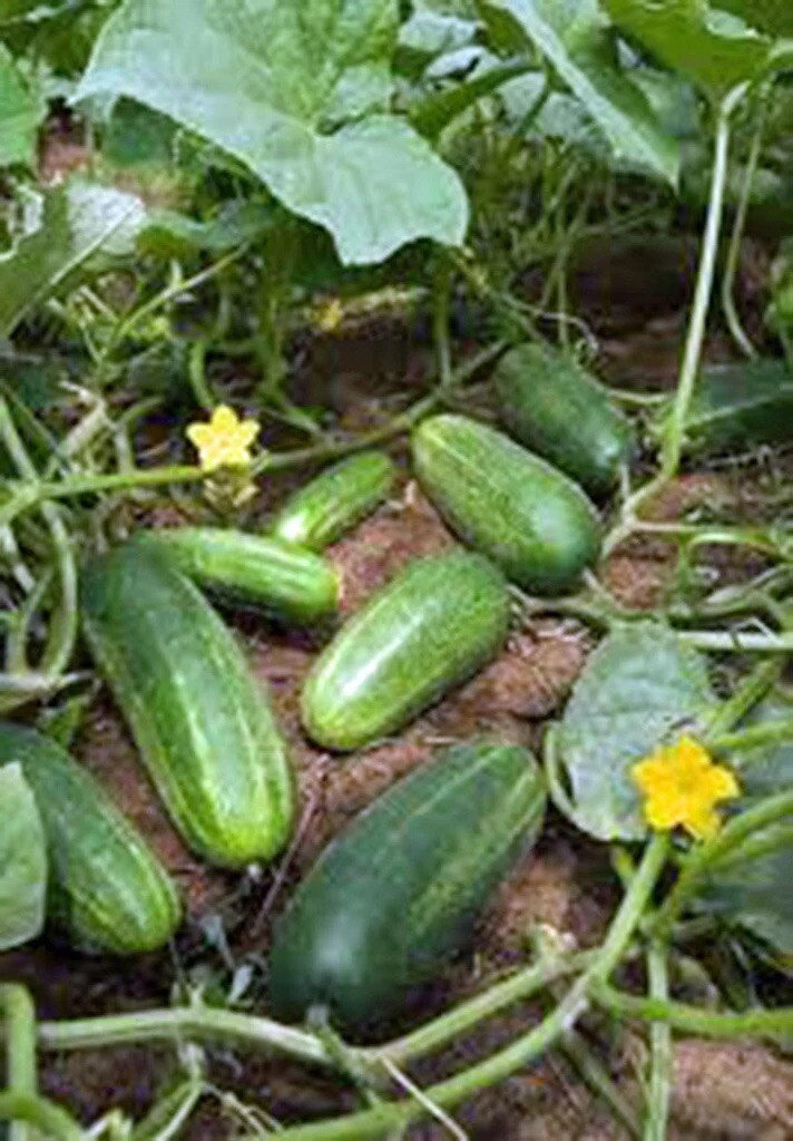 50+ Cucumber Seeds – Marketer | Vegetable Garden Pickling NON-GMO USA