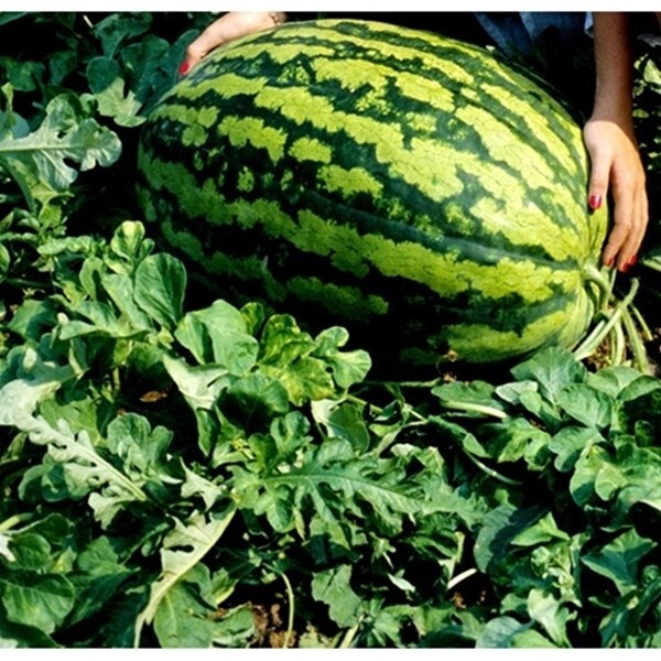 Broccoli, Waltham 29 100 – 125 NON – HYBRID NON – GMO Seeds Heirloom