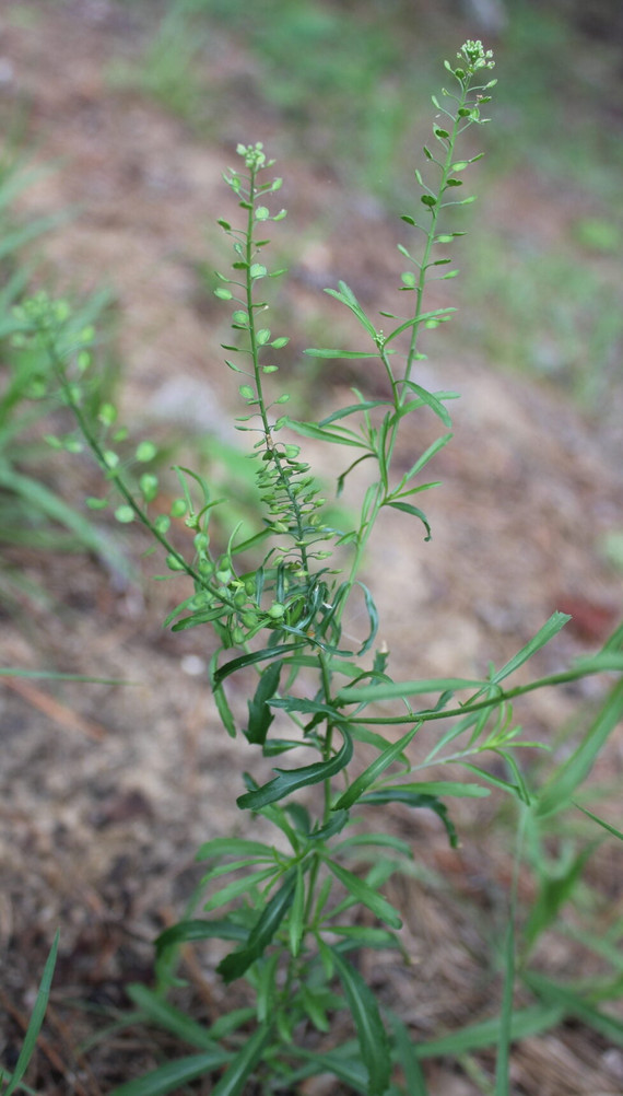 100+ Native Pepper Spice Seeds | Lepidium virginicum) Peppergrass, Pepperweed