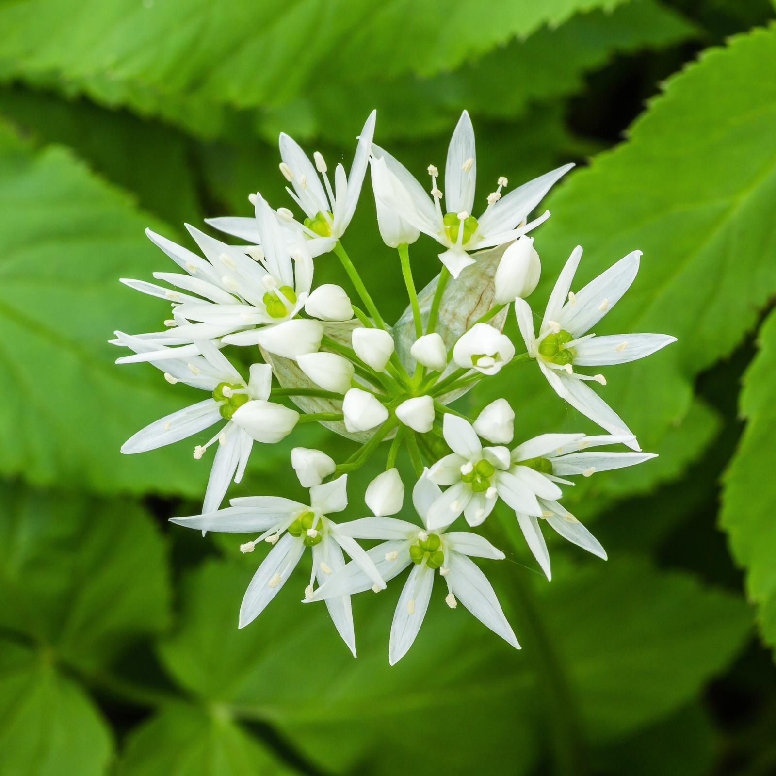 50 WILD GARLIC Seeds (Allium ursinum) | NON-GMO | Free shipping | Garden seeds