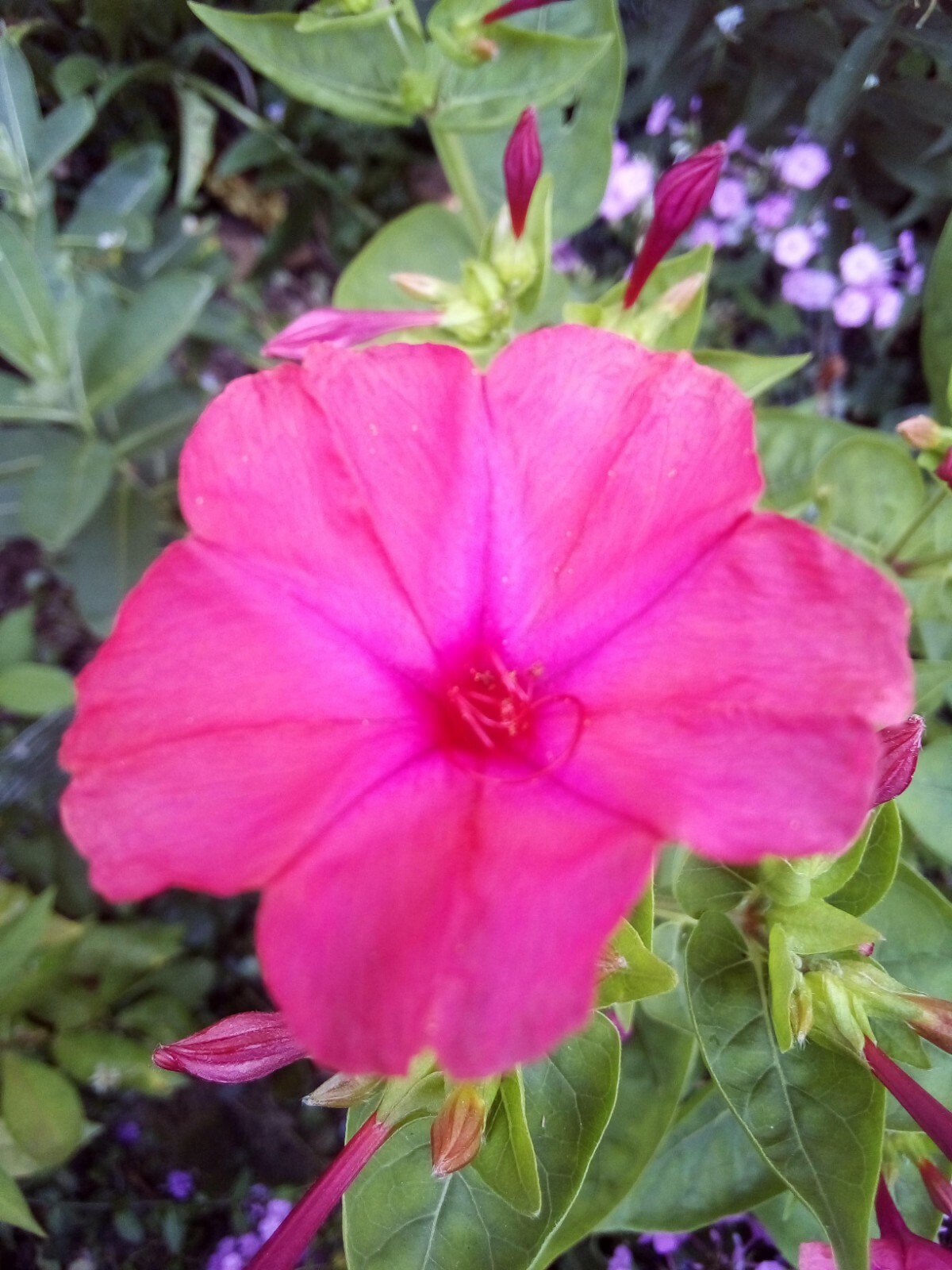10 SEEDS RED FOUR O’ CLOCK MIRABILIS JALAPA