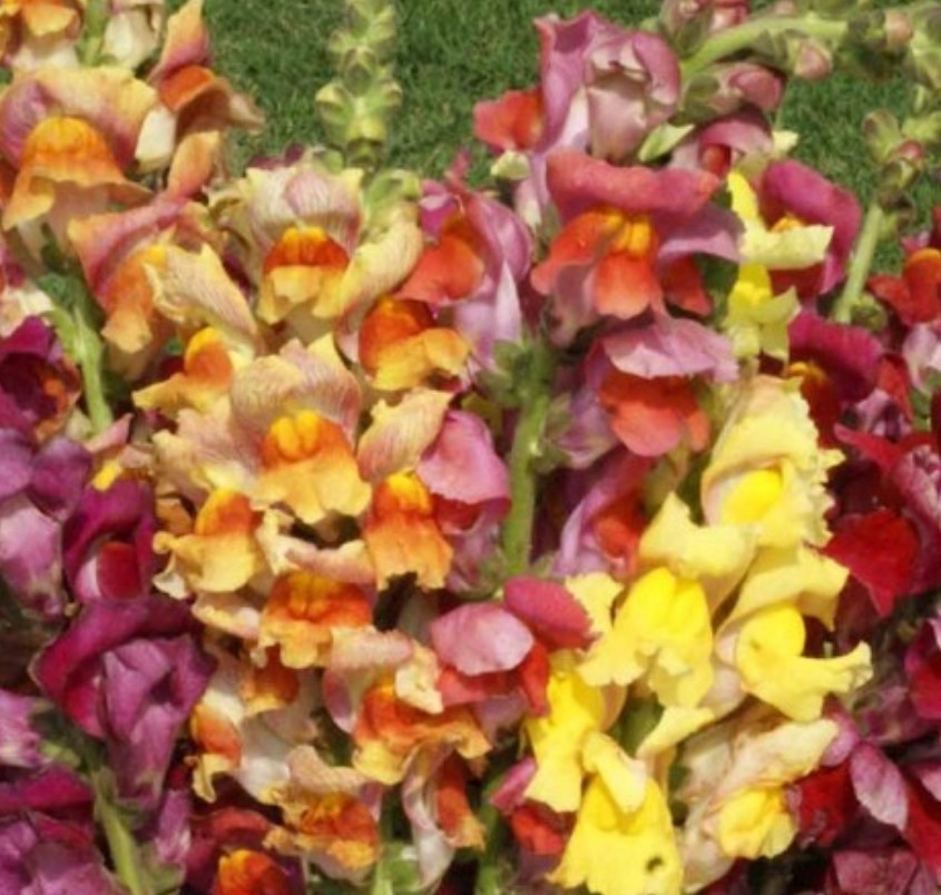 750+ Tetra Snapdragon Seeds **Fresh Seeds** ~~Free Shipping~~