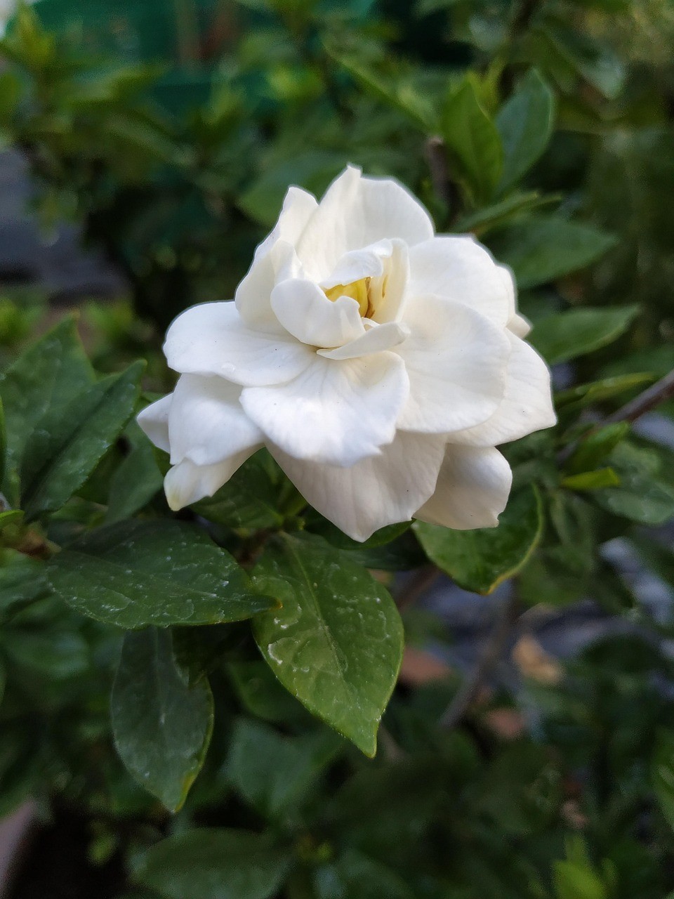 200+ Gardenia Jasminoides Seeds – Cape Jasmine Fragrant Shrub Seeds for Planting
