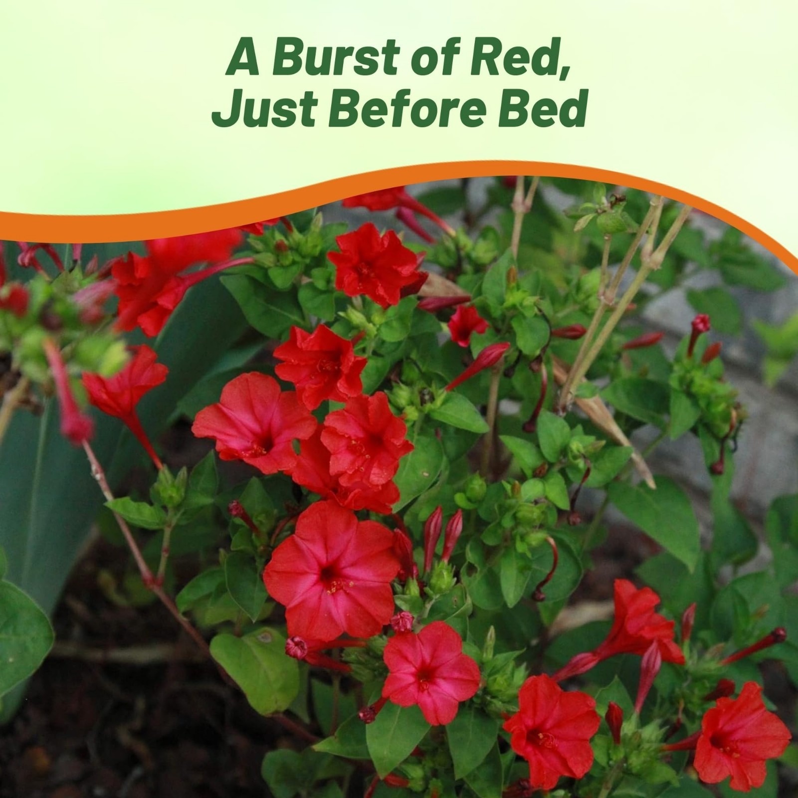 Red Four O’clock Flower Seeds – 1/4 lb Perennial, Fragrant Trumpet Blooms, Deer-
