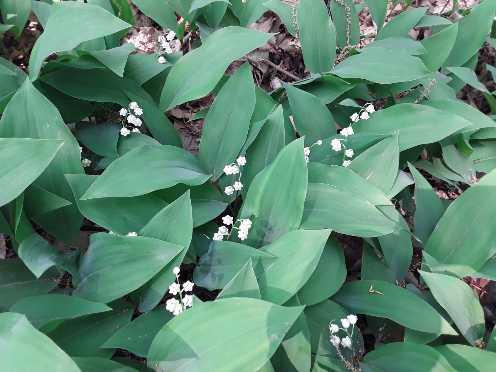 Convallaria majalis — Lily of the Valley 20 bare-root plants — from Michigan!