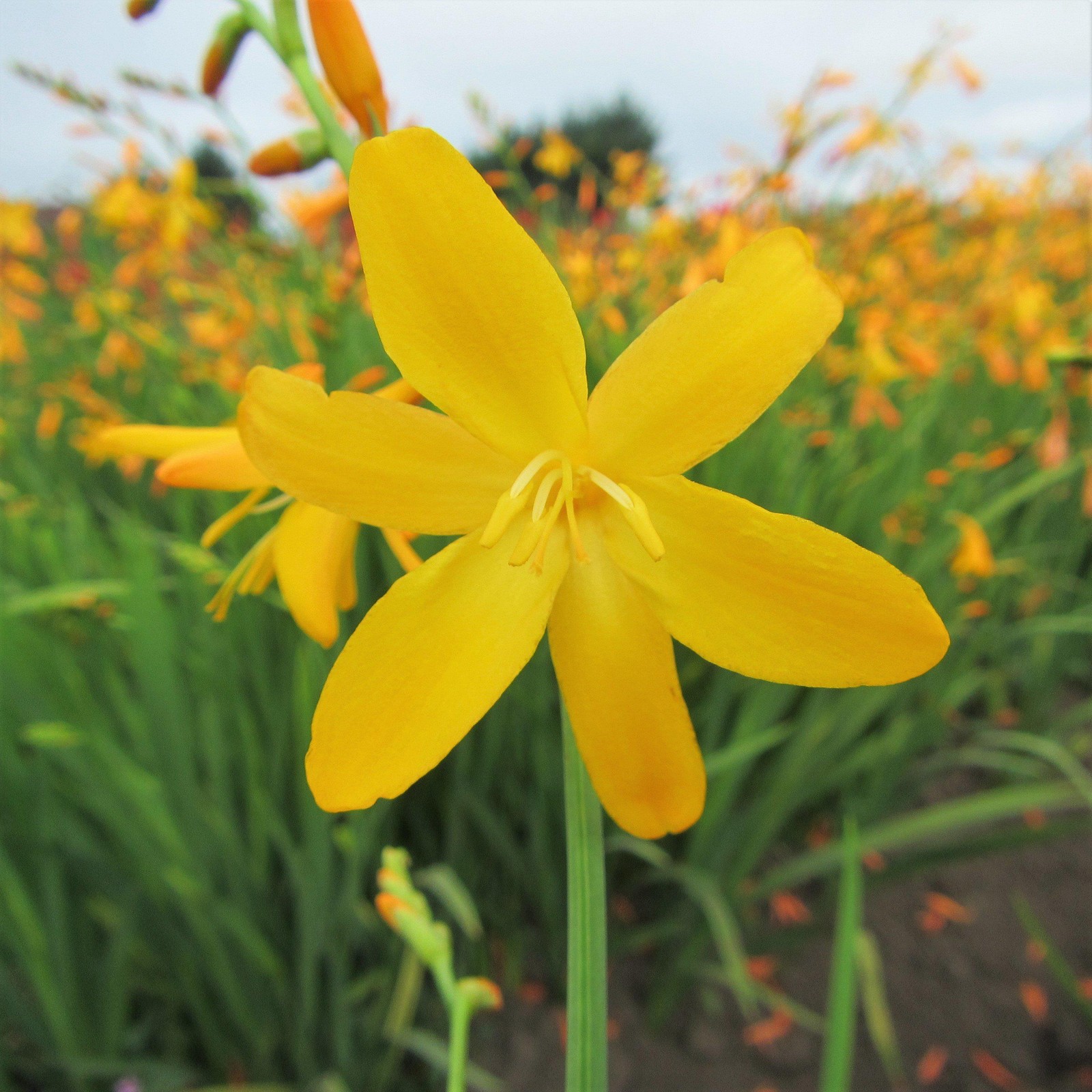 Crocosmia George Davidson 20 Plant Bulbs – Spring to Summer Yellow Blooms