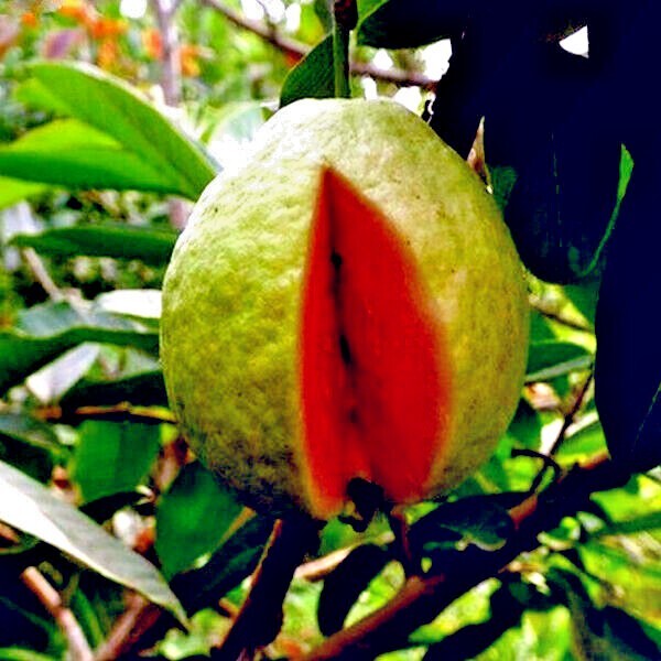 20 Lemon Apple Guava Tree Fruit Seeds ‘Ruby Supreme’ Plant (Psidium guajava)