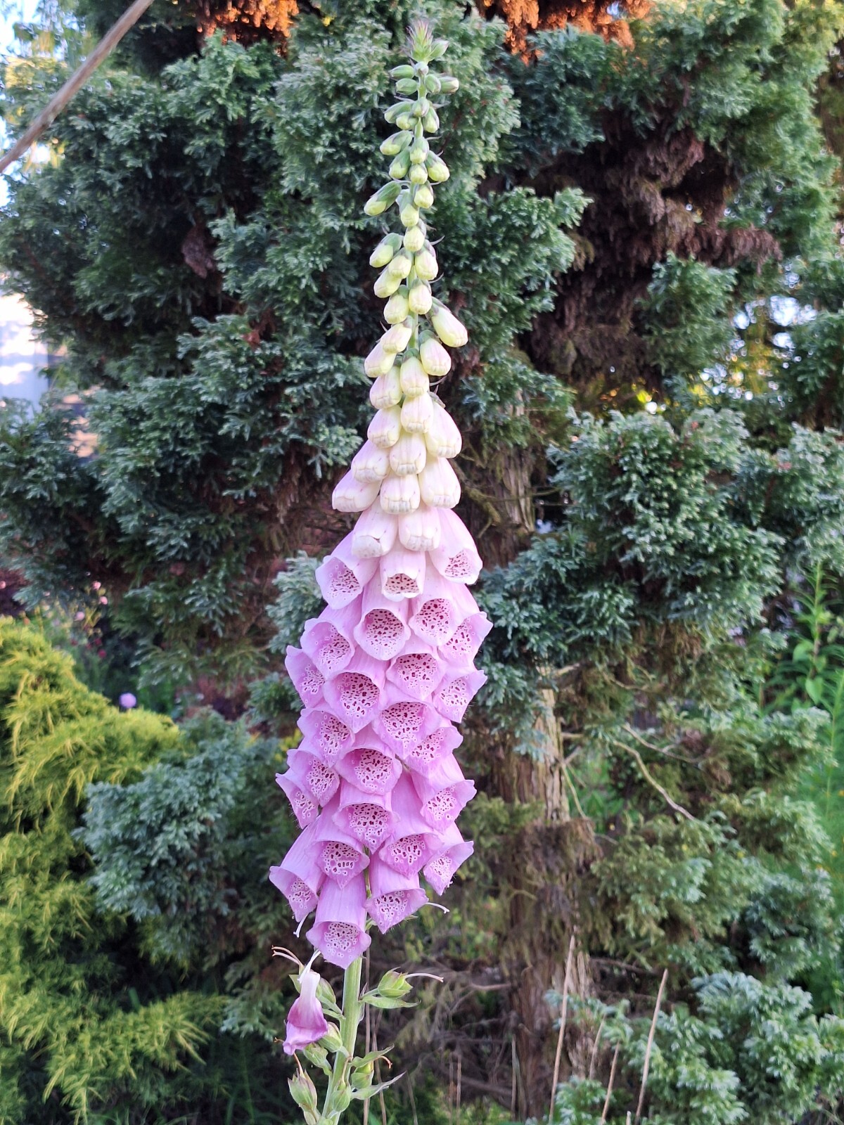 FOXGLOVE 1002 SEEDS DIGITALUS PURPUREA, SPOTTED PURPLE OR WHITE FLOWERS *BULK*