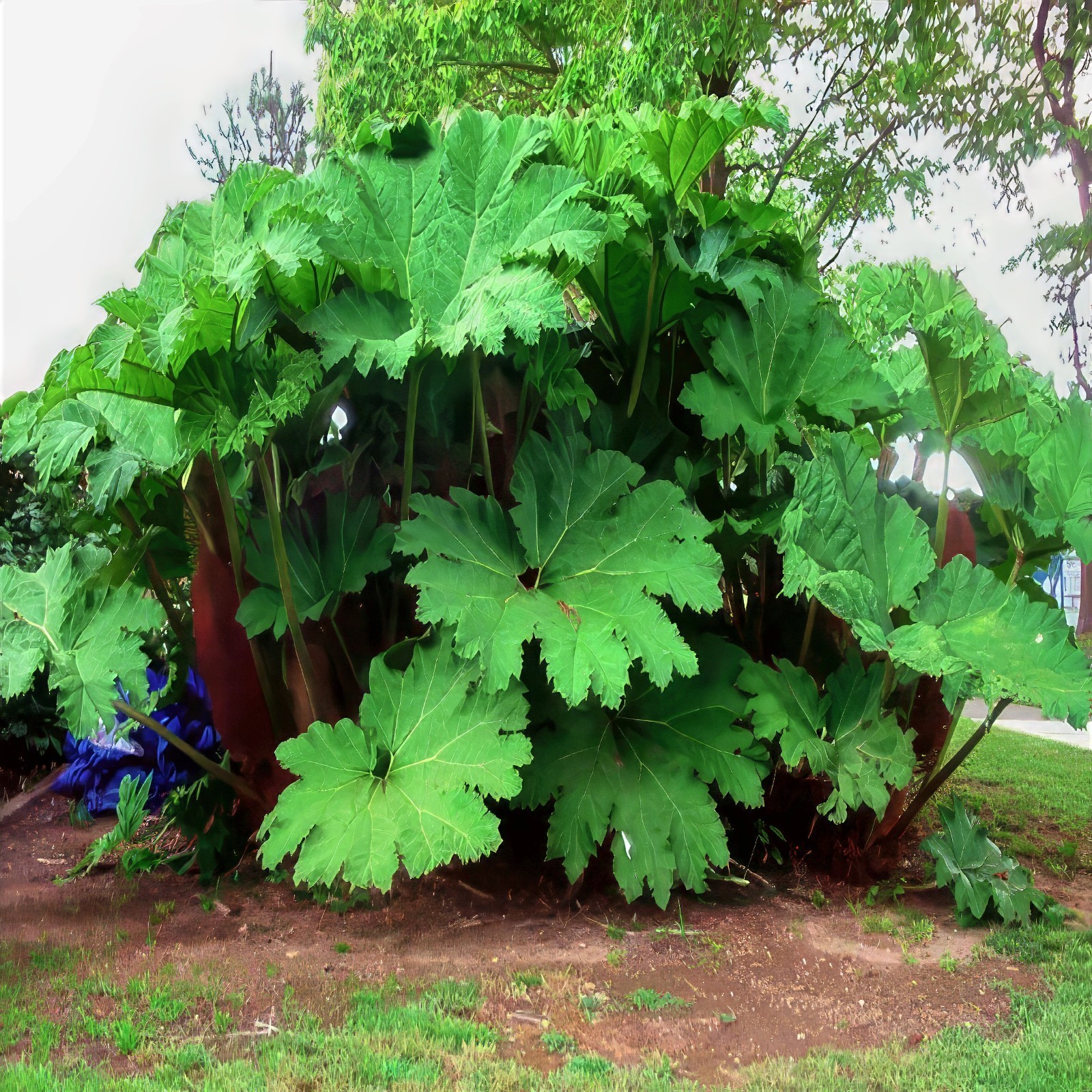 25 GUNNERA MANICATA SEEDS “Dinosaur Food” Giant Hardy Exotic Flower Plant RARE!