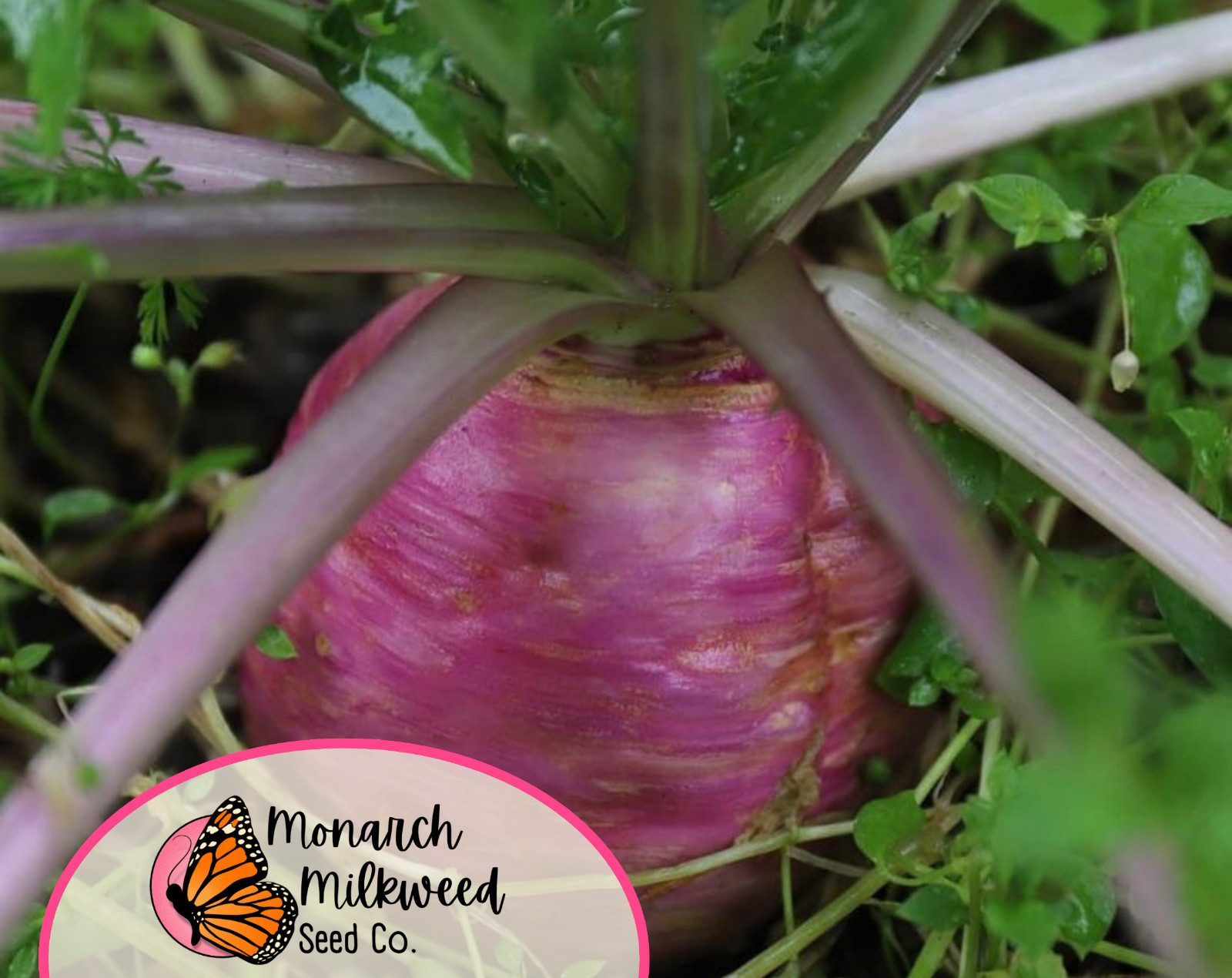 3500+ Turnip Seeds ‘Purple Top White Globe’ | Heirloom, Non-GMO, Gardening Seed
