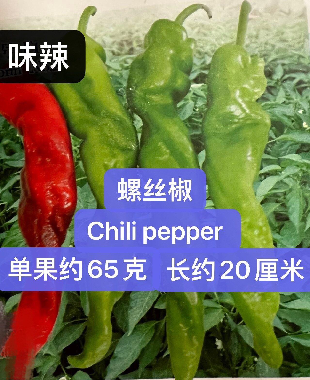 30+ Chili Pepper Seeds 30多粒螺丝椒种子2023年新种子