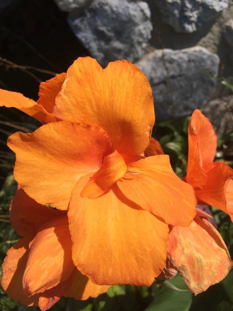 Canna Bulbs Tangelo Dwarf Plants 2′-3′ tall Lot Of(3) Hybrid 2022 Organic Best