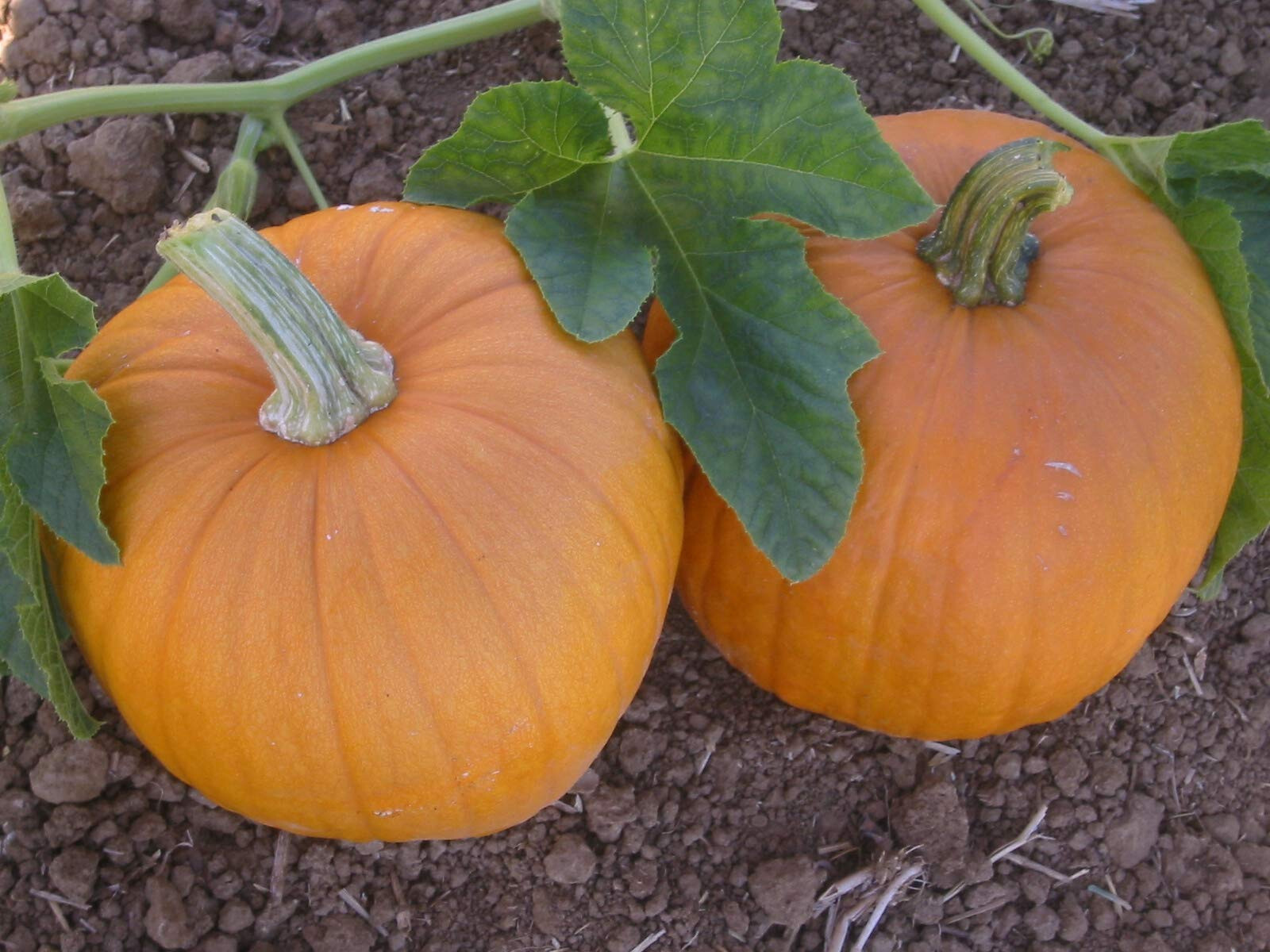 25 SPOOKIE PUMPKIN SEEDS GREAT FOR CARVING, PIE FRESH HARVEST FOR GARDENS