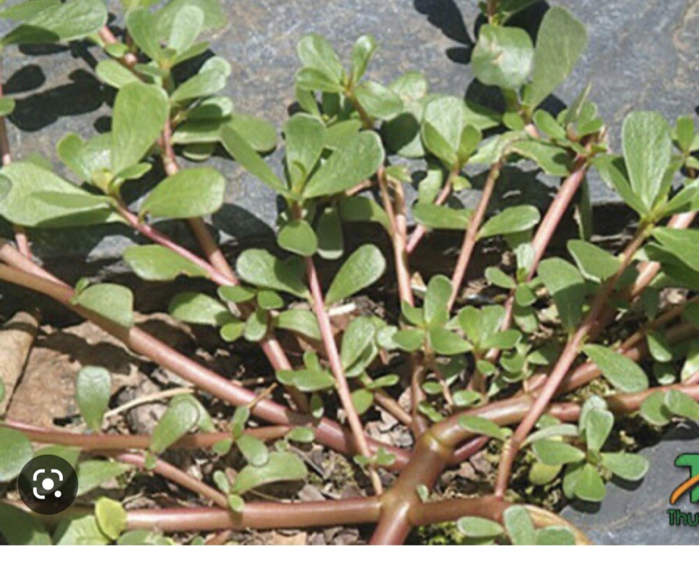 1 Pot Live Roots Plant , Portulaca Sativa Most Omega 3 Of Any Leafy (Rau Sam )