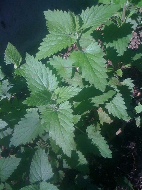 1000+ Common Catnip Seeds Non-GMO FREE SHIPPING!