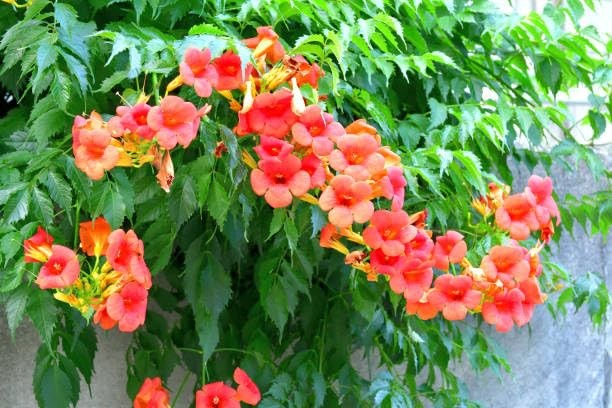 Trumpet Vine Seeds for Planting 300+ Seeds, Mix Color, NonGMO Heirloom, Trum…