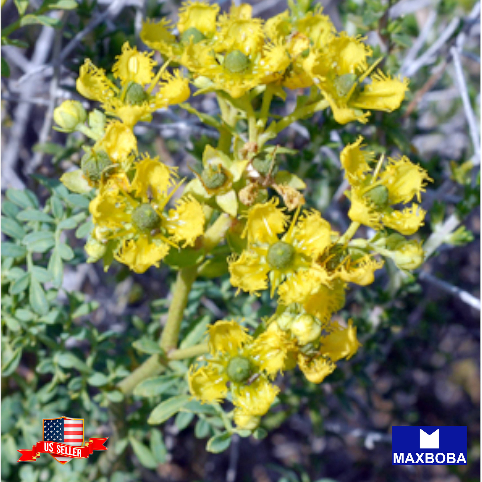 Rutaceae Rue Seeds Non-GMO Heirloom