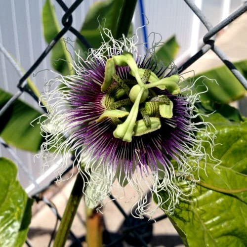 PURPLE PASSION FRUIT FLOWER SEEDS Granadilla Passiflora edulis Garden Vine Plant