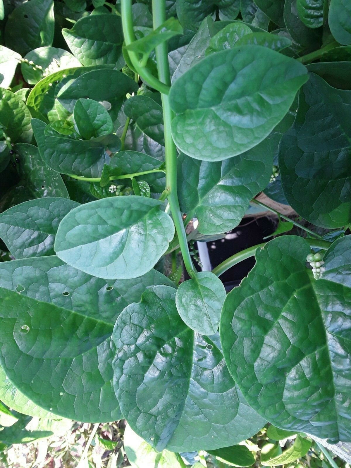 70 Organic Green Stem Malabar Alugbati Mong Toi Poi Sang Ceylon Seeds